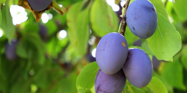 Dieses Jahr sollen die Zwetschgen überdurchschnittlich gross und süss sein. (Bild zandy126/pixabay)