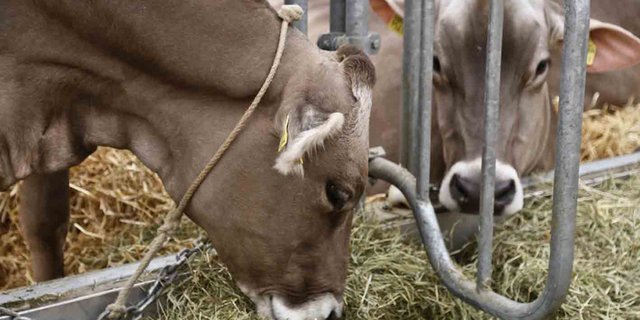 In Bayern halten rund die Hälfte der mehr als 30’000 Milchviehbetriebe ihre Tiere in Anbindehaltung. (Symbolbild lid)