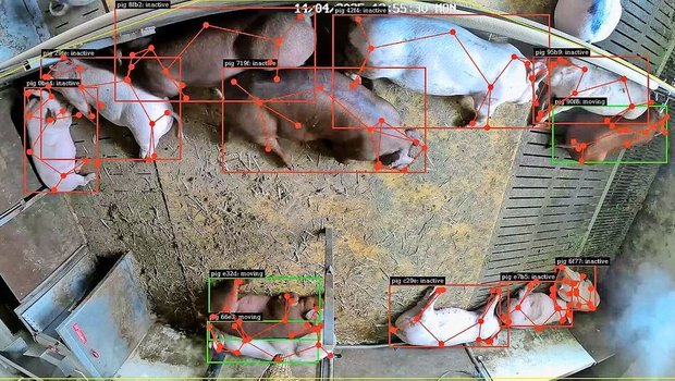 Was früher kaum messbar war, wird sichtbar: Als Strichmännchen verfolgt eine KI jeden Eber in der Bucht und erkennt, wer frisst, ruht oder aggressiv wird.