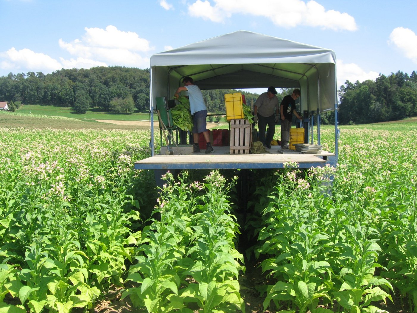 Die Produktion von Tabak kann eine interessante Nische sein. (Bild zVg)