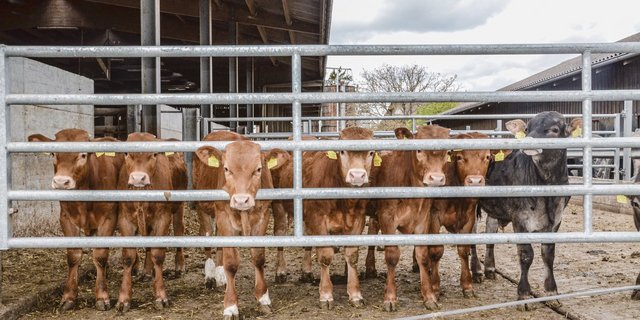 Eine optimale Mischration wird für den mittleren Mastabschnitt ausgelegt. In den ersten und letzten Wochen wird angepasst. (Bild Aline Küenzi)