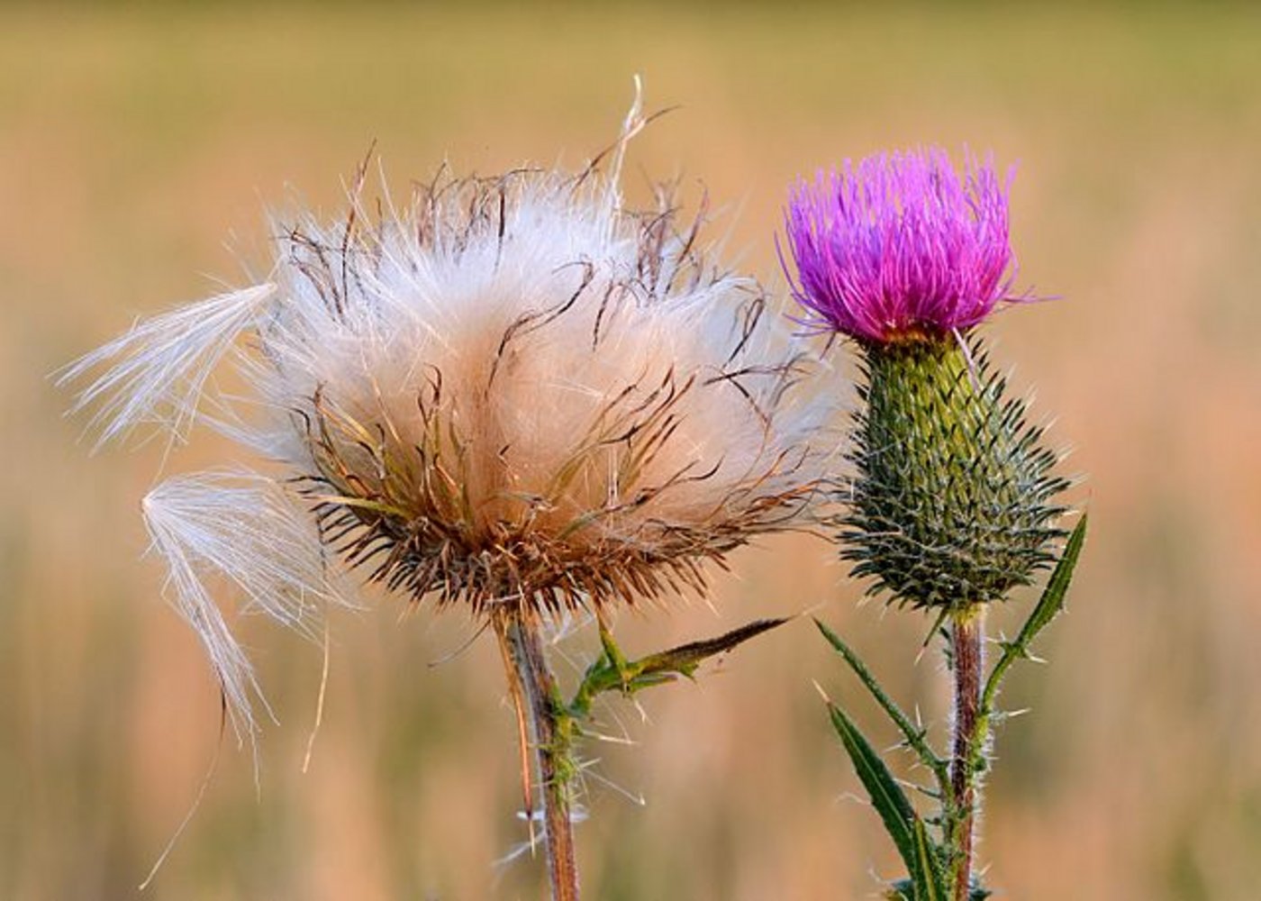 Die Distel hat eigentlich einen schlechten Ruf. (Symbolbild Yvar Leidus)