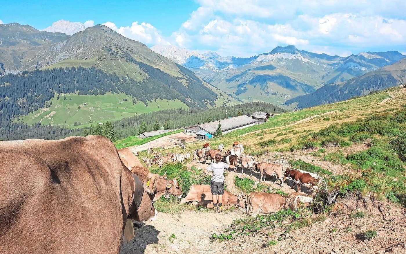 Zusammen mit Hirtin Jasmin hole ich am Nachmittag die Kühe von der Weide. In drei Wochen neigt sich der Alpsommer dem Ende zu. 