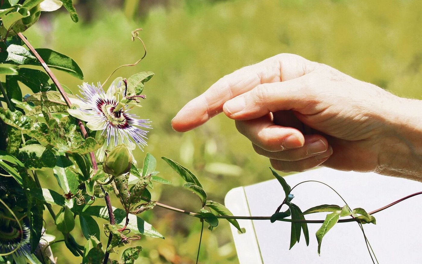 Schatzgarten: Auf dem Rundgang gibt es Raritäten wie diese Passionsblume zu entdecken.
