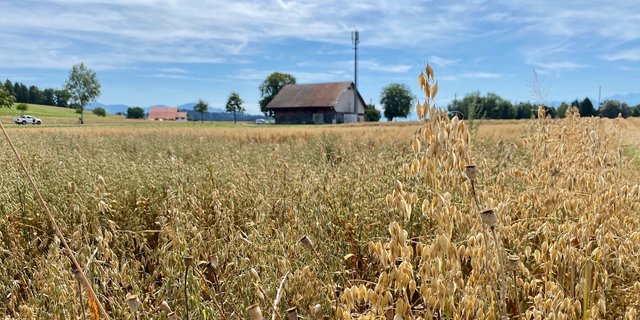 Bauernhof der Jucker Farm AG bei Mönchaltorf ZH.