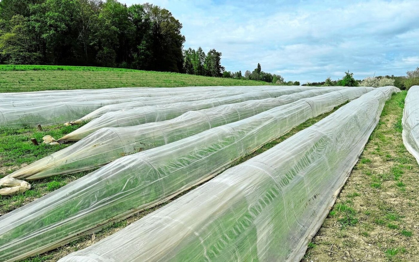 Die Minifolientunnel ermöglichen einen um drei Wochen früheren Erntebeginn bei den Spargeln und vergrössern so das Erntezeitfenster.