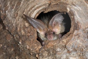 Die Langohrfledermaus ist eine von 30 Arten, die es in der Schweiz gibt. Sie jagt gerne in Obstgärten. Den Tag verschläft sie in Baumhöhlen oder Dachstöcken. 	(Bild www.fledermausschutz.ch)