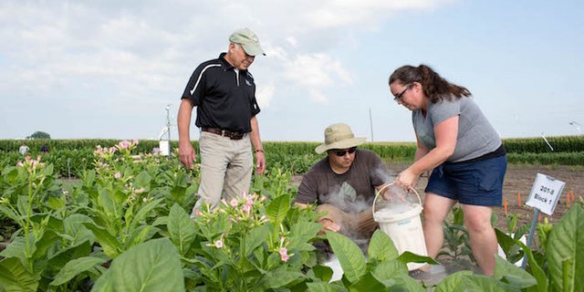 Die Wissenschaftler Don Ort, Paul South und Amanda Cavanagh fanden heraus, dass ihre modifizierten Pflanzen etwa 40 Prozent produktiver sind. (Bild: Claire Benjamin/RIPE Project)