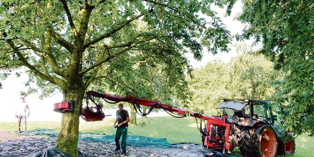 Benno Camenzind aus Küssnacht (r.) lenkt den hydraulischen Schüttler um den Stamm des Brennkirschenbaumes. So werden die Früchte aller 160 Hochstammbäume geerntet. Gleichwohl bleibt noch viel Handarbeit.  (Bild Josef Scherer)