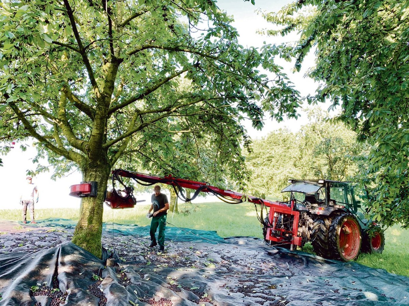 Benno Camenzind aus Küssnacht (r.) lenkt den hydraulischen Schüttler um den Stamm des Brennkirschenbaumes. So werden die Früchte aller 160 Hochstammbäume geerntet. Gleichwohl bleibt noch viel Handarbeit.  (Bild Josef Scherer)