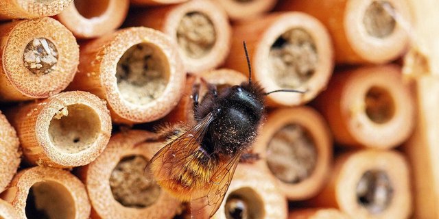 Mauerbienen seien nicht selten, sagt Louis Sutter. Daher könne man auf lokale Populationen setzen. 