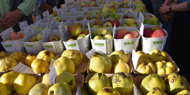 Am 13. Obstsortenmarkt wurden den Besuchern alte Sorten nähergebracht. (Bild noe)