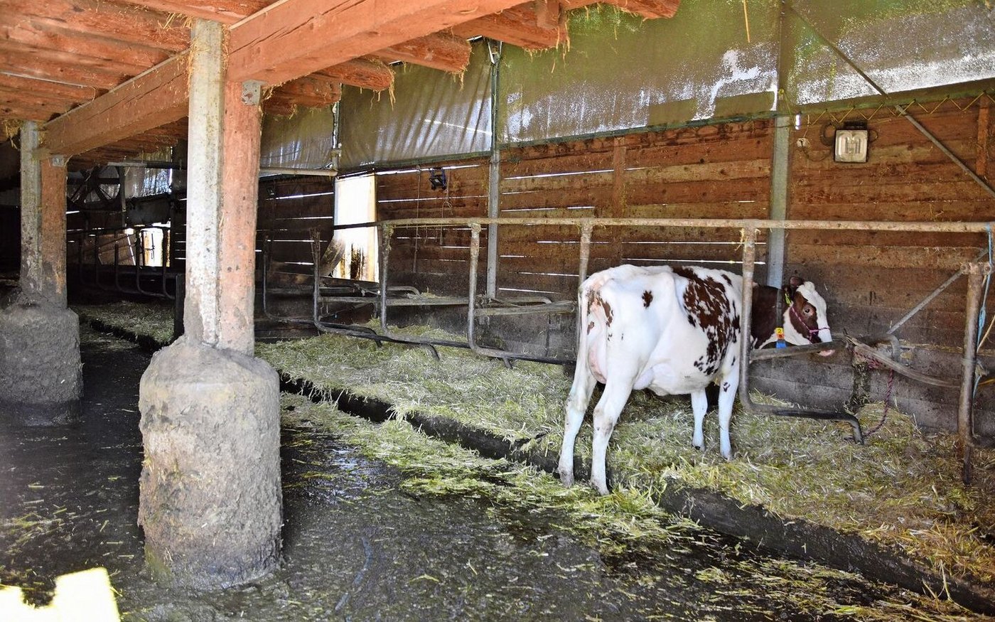 Hier ist noch die letzte Kuh im alten Stall.