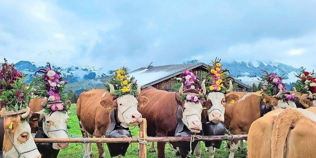Die Kühe von Klaus Eschler aus Boltigen wurden für den Alpabzug wunderschön geschmückt. Zusammen mit dem Treichelgeläut bot sich so ein unvergessliches Bild.