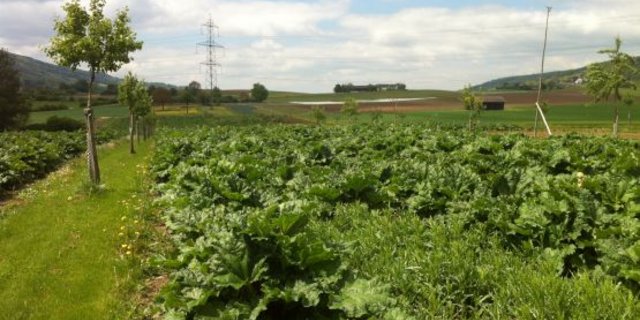 Bäume in Kombination mit Ackerkulturen erlauben eine insgesamt 10 bis 30 Prozent höhere Biomasseproduktion auf der Fläche. Hier im Bild: Birne und Rhabarber im Zürcher Unterland. (Bild Agroscope)