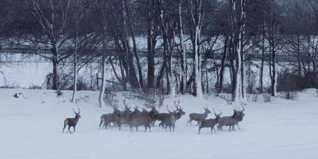 Die Polizei trieb die Hirsche über die Emserstrasse. (Bild Stadtpolizei Chur)
