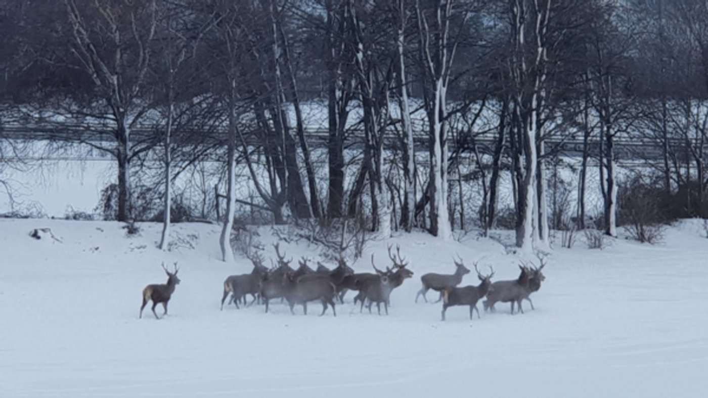 Die Polizei trieb die Hirsche über die Emserstrasse. (Bild Stadtpolizei Chur)