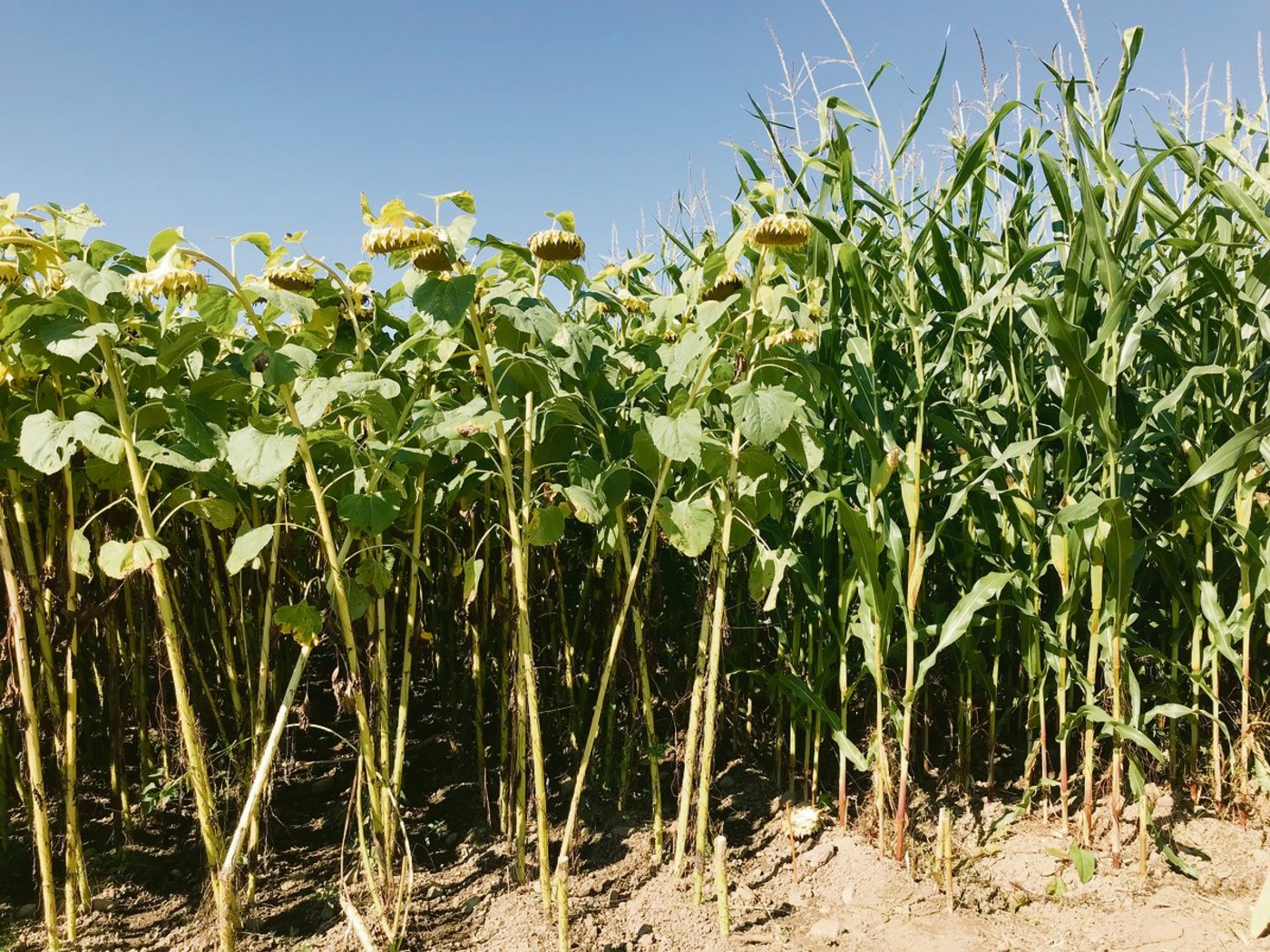 Die Kombination aus pfluglosen und herbizidfreien Methoden ist herausfordernd, kann sich aber unter dem Strich lohnen.(Bilder Alexandra Stückelberger)