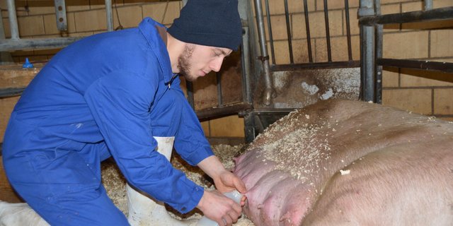 Simon Häller milkt vorsichtig etwas Kolostralmilch in ein Fläschchen.  (Bild aem)