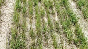 Eine im Herbst angesäte Kunstwiese. Sie leidet nun ebenfalls unter den trockenen Bedingungen. Eine im Herbst angesäte Kunstwiese. Sie leidet nun ebenfalls unter den trockenen Bedingungen.