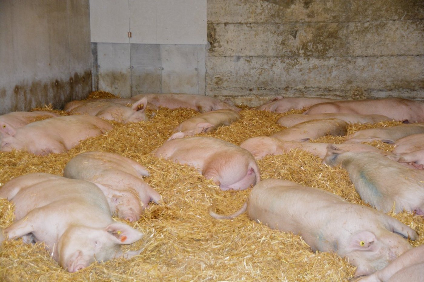 Grosse Gruppen, im Bild Galtsauen, sind in der Schweiz selten. Ein Berner Schweinemäster berichtete seinen Luzerner Berufskollegen über seine Erfahrungen.(Symbolbild aem)