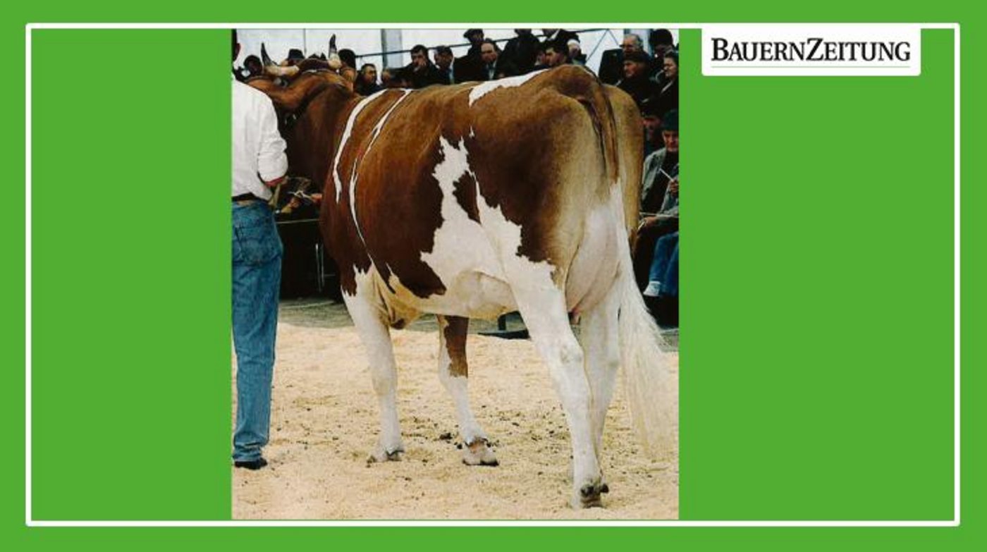 Die Incas-Mutter Pickel Valence anlässlich der Expo Bulle. Sie holte an der Ausstellung auch einmal den Klassensieg. (Bild zVg)