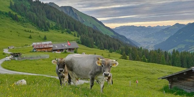 Die Halbschwestern Ulme und Bambi geniessen die Zeit auf der Alp auch. (Bild Toni Bergmann)