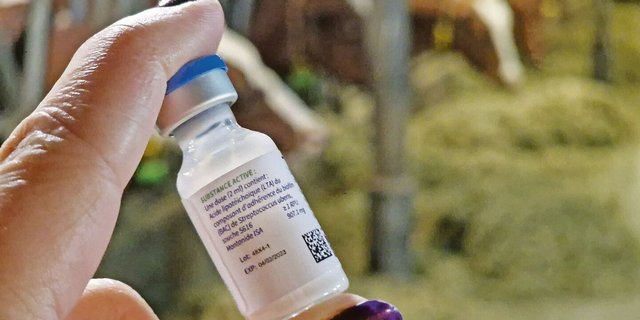 Seit einiger Zeit ist eine Impfung gegen den Mastitis-Erreger Uberis auf dem Markt. Solche Impfstoffe werden wichtiger.