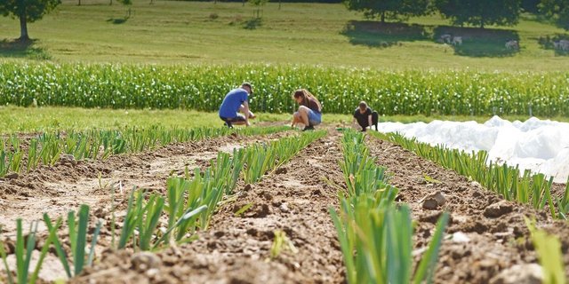 Häufig betreiben kollektiv geführte Höfe Gemüsebau und vermarkten direkt, denn dafür braucht es viele Arbeitskräfte. Hier ein Bild von den Gemüsefeldern des Fondlihofs.