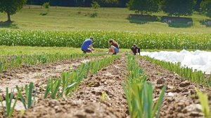 Häufig betreiben kol Häufig betreiben kollektiv geführte Höfe Gemüsebau und vermarkten direkt, denn dafür braucht es viele Arbeitskräfte. Hier ein Bild von den Gemüsefeldern des Fondlihofs.
