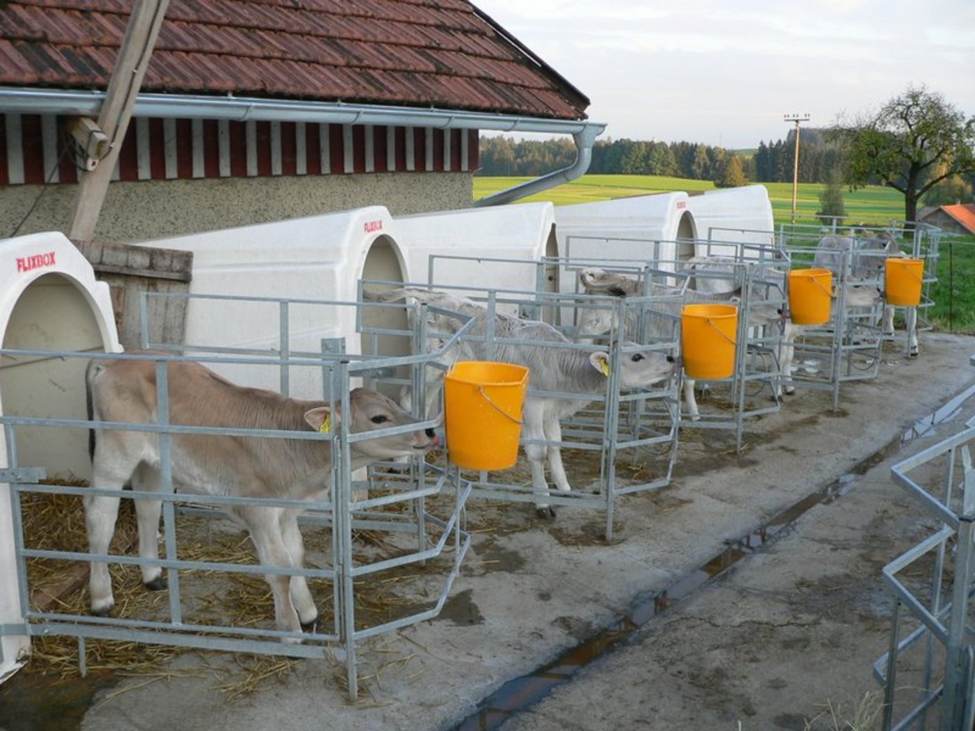Mit dem Projekt soll unter anderem ein Beitrag zur Antibiotikareduktion geleistet werden. (Bild Peter Zieger)