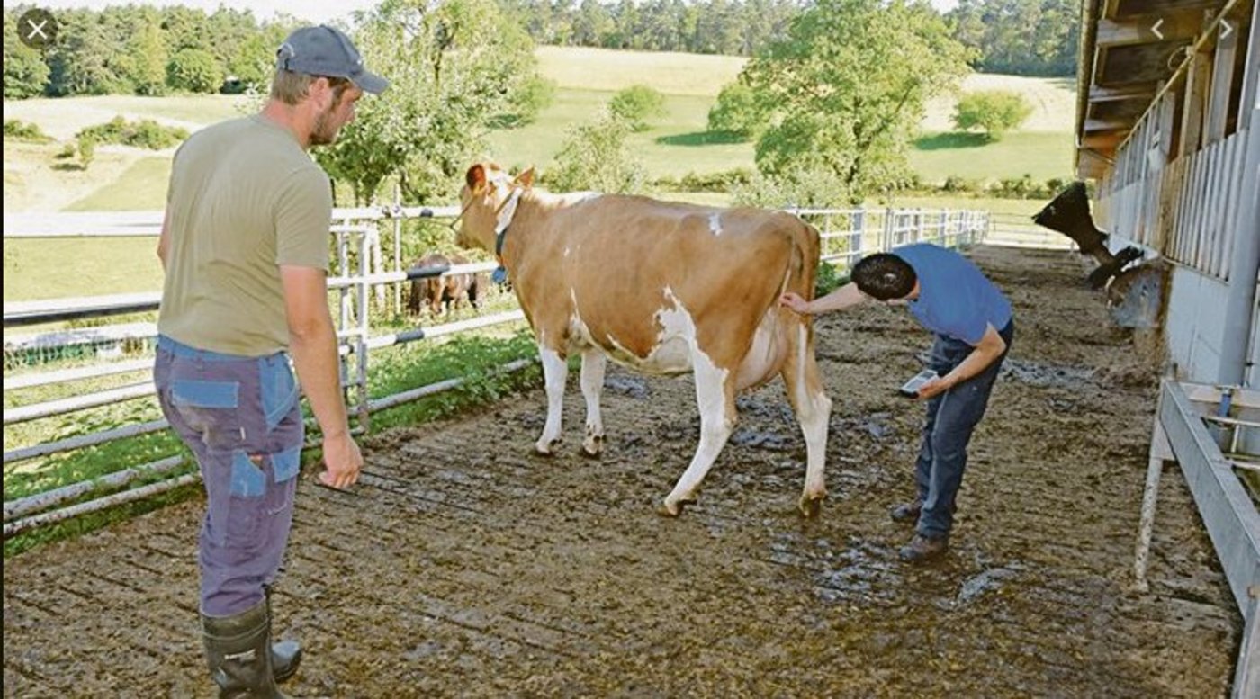 Für die Zuchtwertschätzung und für das Nachzuchtprüfungsresultat der Stiere ist die lineare Beschreibung wichtig. (Bild pf)
