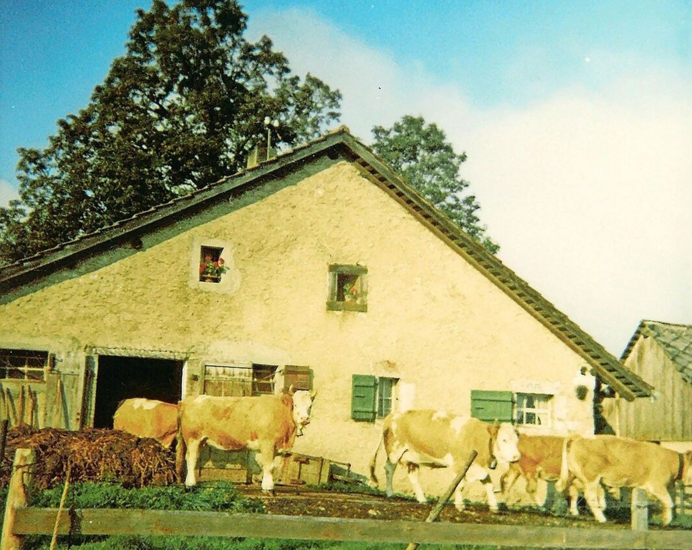 So sah das Twannbergli im Jahr 1968 aus. Die Kühe, damals noch alles reine Simmentaler, werden auf die Weide gelassen. 