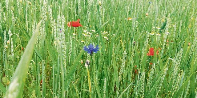 Konsumenten schätzen den herbizidfreien Anbau. Dieser fordert von den Bauern aber mehr Handarbeit. Dafür sollen sie entlöhnt werden, ist die breit abgestützte Meinung der Branche.