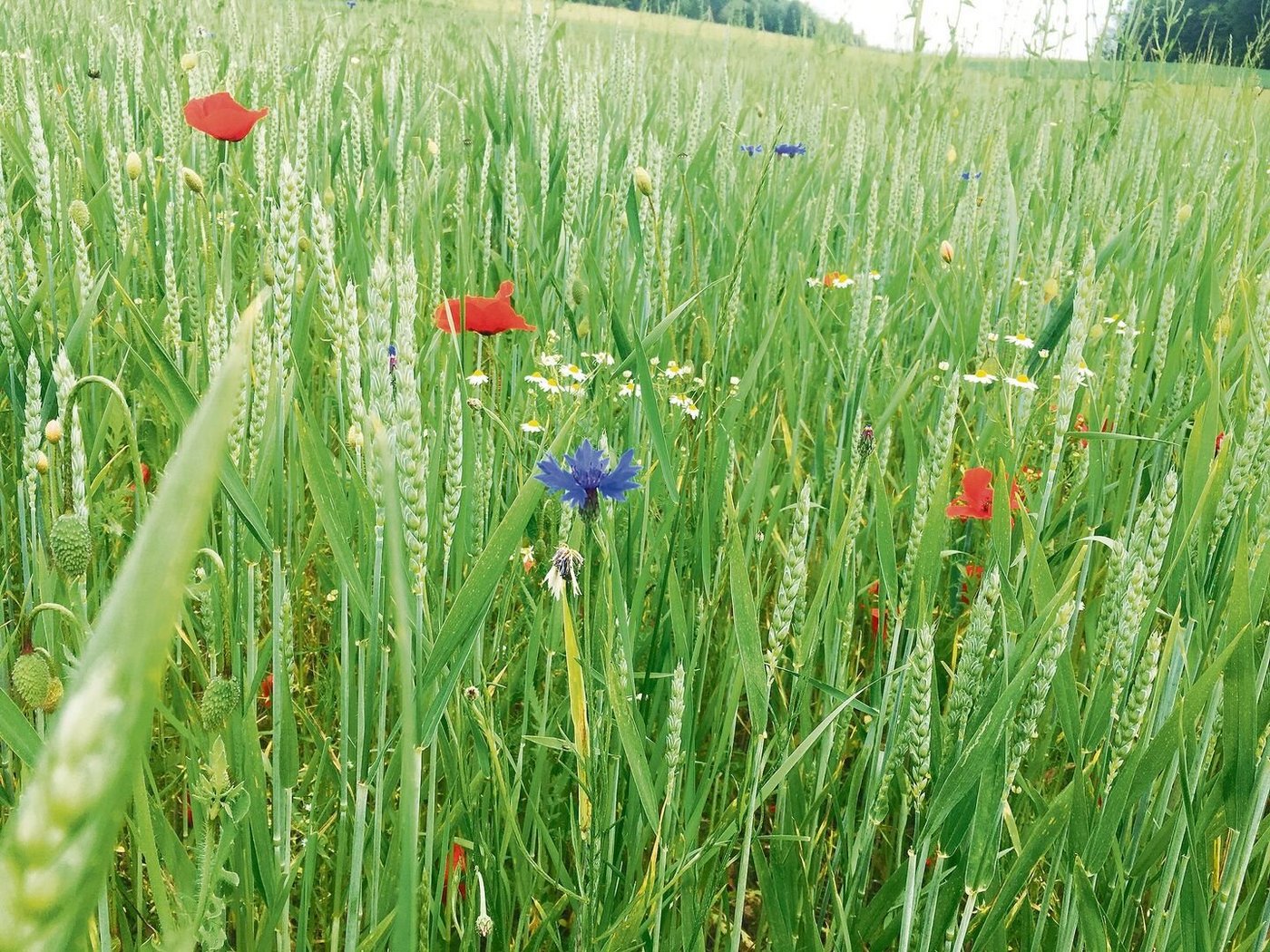 Konsumenten schätzen den herbizidfreien Anbau. Dieser fordert von den Bauern aber mehr Handarbeit. Dafür sollen sie entlöhnt werden, ist die breit abgestützte Meinung der Branche.