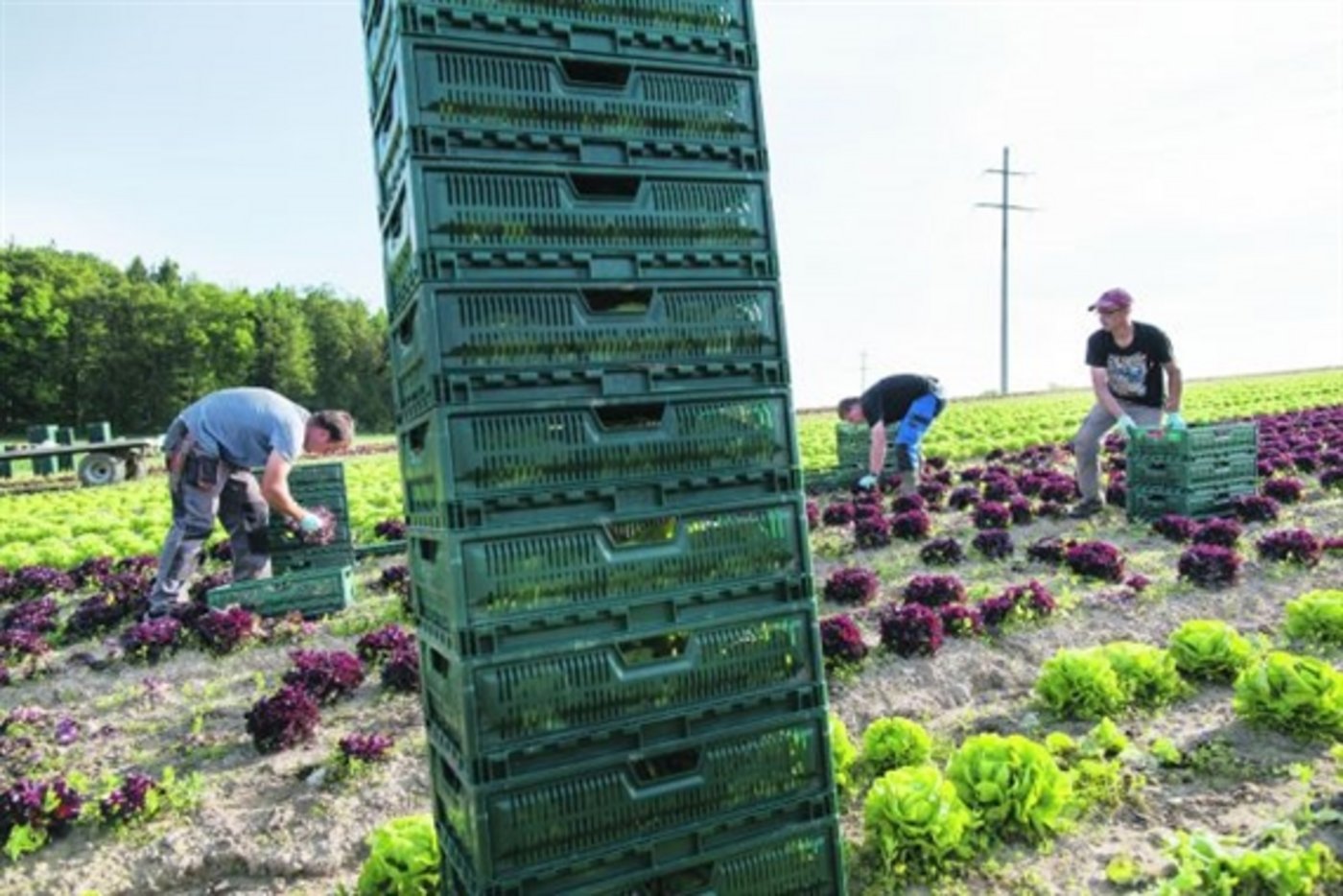 Der Verband der Schweizer Gemüseproduzenten lehnt die beiden Agrarinitiativen ab, die am 23. September vors Volk kommen. (Symbolbild Keystone)