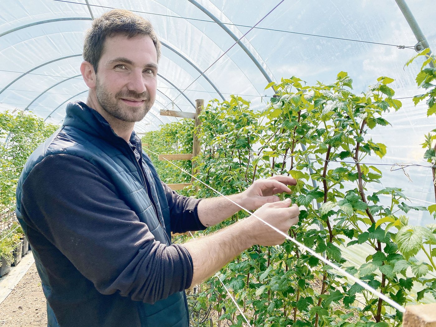 Moritz Fiechter kann wegen des Raumplanungsgesetzes nur einen kleinen Teil seiner Beeren im Tunnel produzieren. Ein gänzlicher Verzicht auf Pflanzenschutzmittel ist deshalb nicht möglich. (Bilder Katrin Erfurt)