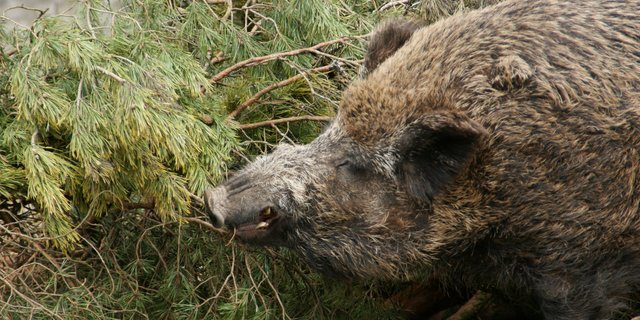 Im Grenzgebiet zu Polen besteht nach Einschätzung des deutschen Bundesforschungsinstitut für Tiergesundheit, des Friedrich-Loeffler-Instituts vom 23. Dezember ein hohes Risiko, dass die Schweinepest durch wandernde Wildschweine auf Deutschland übergreift. (Symbolbild lid)