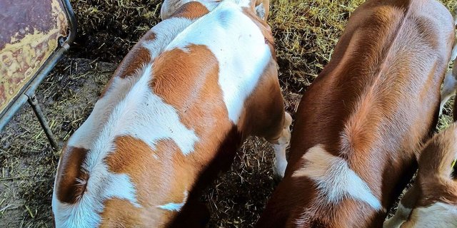 Diese Kälber haben ein gesundes Haarkleid: Es ist glatt anliegend und hat einen natürlichen Glanz.