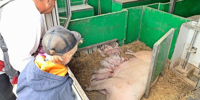Klein und Gross waren fasziniert von den jungen Ferkeln und den Muttersauen auf dem Betrieb Riedmatt. Diese konnten durch das Fenster von draussen beobachtet werden. 