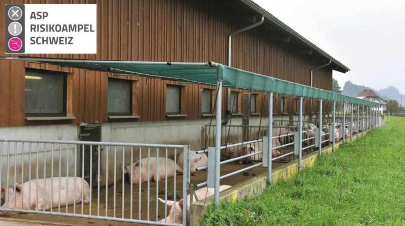 Je nach Betriebstyp umfasst die ASP-Risikoampel maximal 118 Fragen in den Bereichen Sicherung des Betriebs, Sicherung des Stalls und Arbeitsabläufe. (Bild und Logo Suisag)