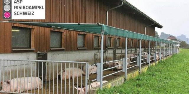 Je nach Betriebstyp umfasst die ASP-Risikoampel maximal 118 Fragen in den Bereichen Sicherung des Betriebs, Sicherung des Stalls und Arbeitsabläufe. (Bild und Logo Suisag)