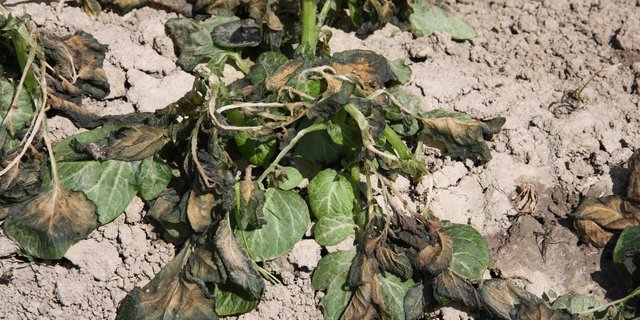 Diese Frühkartoffeln hatte der Wind abgedeckt. Ohne Schutz hatten sie beim Frost keine Chance. (Bild aw)