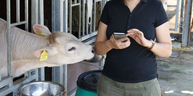 Anna Felber empfängt den Abkalbe-Alarm über das Handy. (Michael Götz)