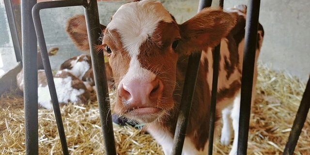 Es gibt unterschiedliche Ansätze, wie die Gesunderhaltung eines Kalbes trotz Transporten sichergestellt werden kann. Die Schweiz, Deutschland und die USA lösen es unterschiedlich.  