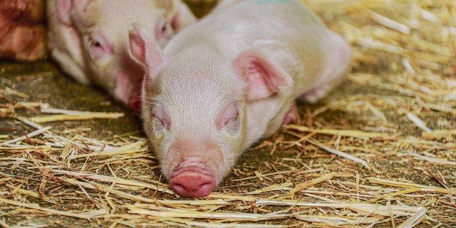 Bei der 100-Prozent-Biofütterung könnte eine verlängerte Säugezeit förderlich sein. (Bild die grüne)