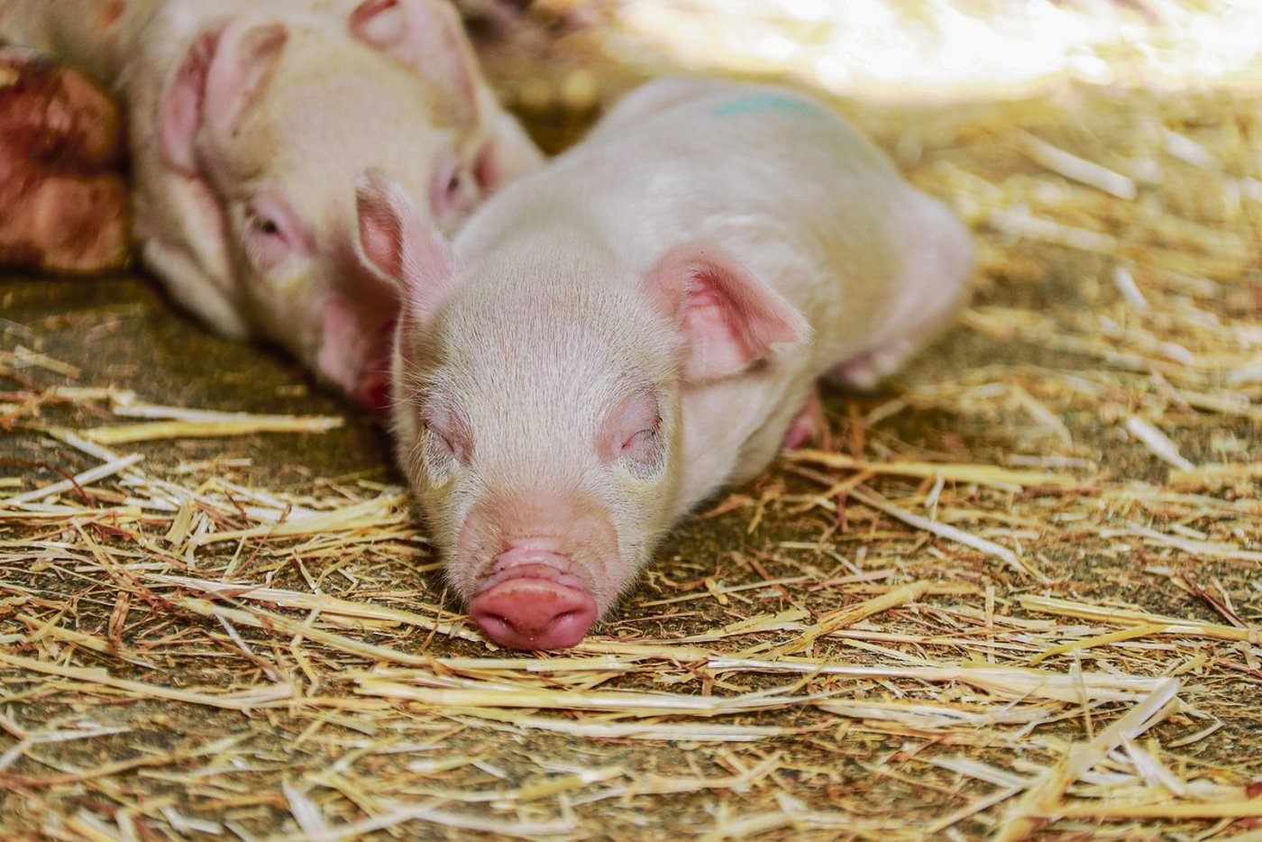Bei der 100-Prozent-Biofütterung könnte eine verlängerte Säugezeit förderlich sein. (Bild die grüne)