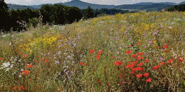 Buntbrachen sind mit viel Arbeit verbunden. Da sie lange stehen bleiben, sind sie aber auch sehr wertvoll.