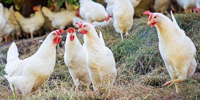 Ab 2020 können alle Eierlieferantinnen der Migros ins Freie. (Bild zVg)