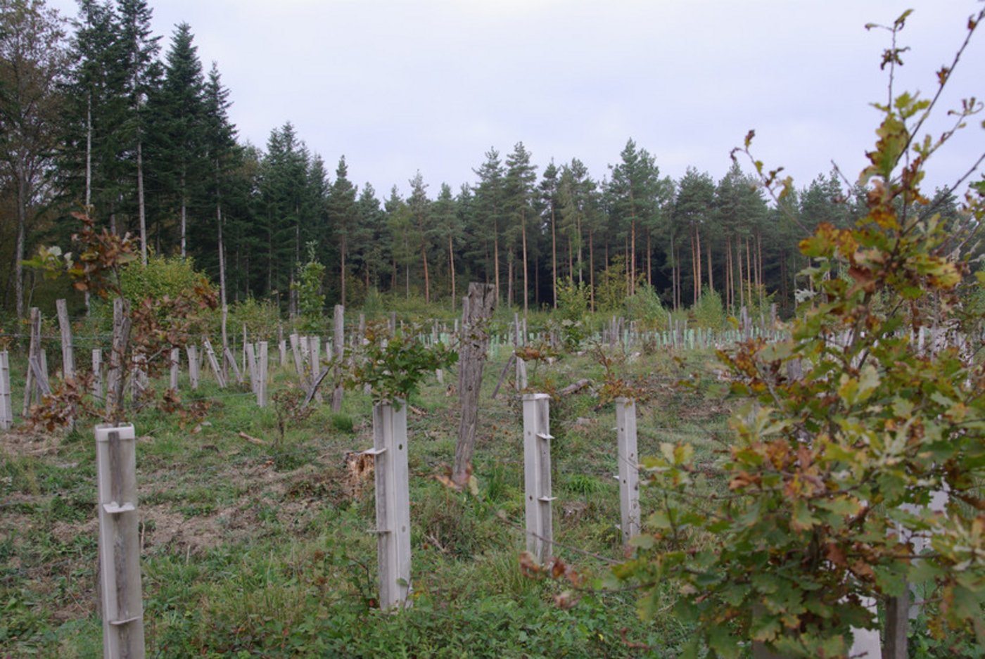 Die Annahme der Motion in der Urek-N stimme positiv, dass der Wald für die Herausforderungen der Zukunft fit gemacht werden kann, heisst es bei Wald Schweiz. (Bild WaldSchweiz/Douard) 
